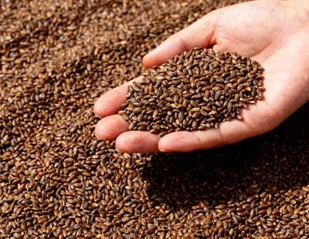 Seed Storage & Turnover (NEW)