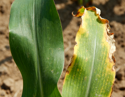 Glyphosate & Polar Actives